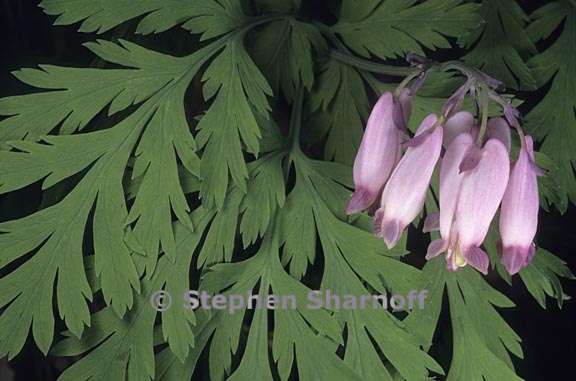 dicentra formosa 4 graphic